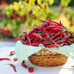 Ljuta paprika