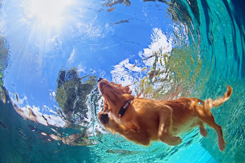 su u srodstvu labradori i zlatni retriveri