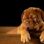 Psihički poremećaji kod pasa