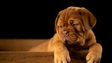 Psihički poremećaji kod pasa