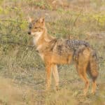 Čime se hrani čagalj