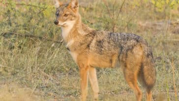 Čime se hrani čagalj