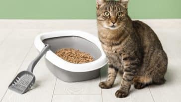 Kako uzeti urin mačke