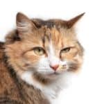 Konjuktivitis kod mačaka