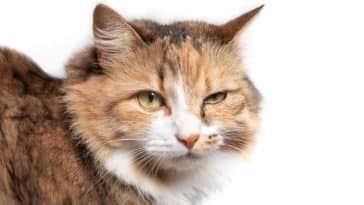 Konjuktivitis kod mačaka