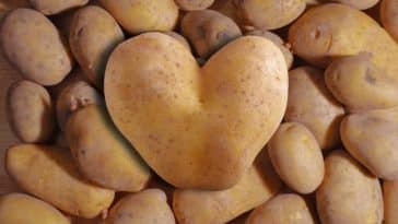 Nizozemske sorte krumpira