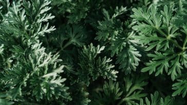 Razlika između slatkog i gorkog pelina