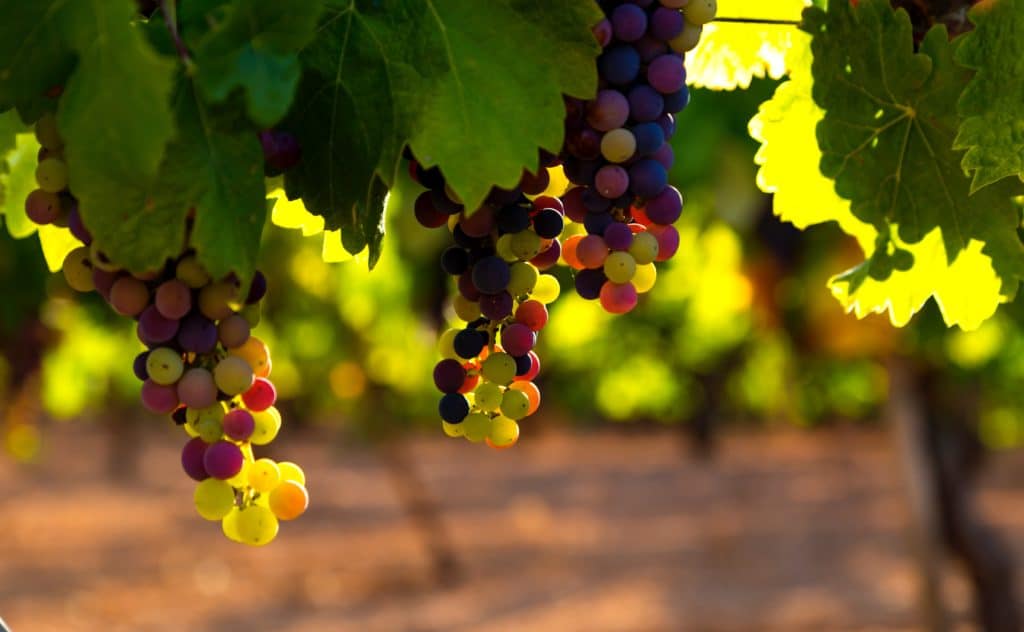 vinobran, što je vinobran, dodavanje vinobrana, kada dodati vinobran u vino
