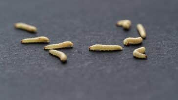 kako nastaju crvi u hrani