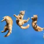 Zanimljivosti o mačkama: 8 činjenica koje će vas iznenaditi