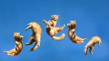 Zanimljivosti o mačkama: 8 činjenica koje će vas iznenaditi