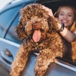 Kako spriječiti parazite kod ljubimaca? Donosimo 7 mjera