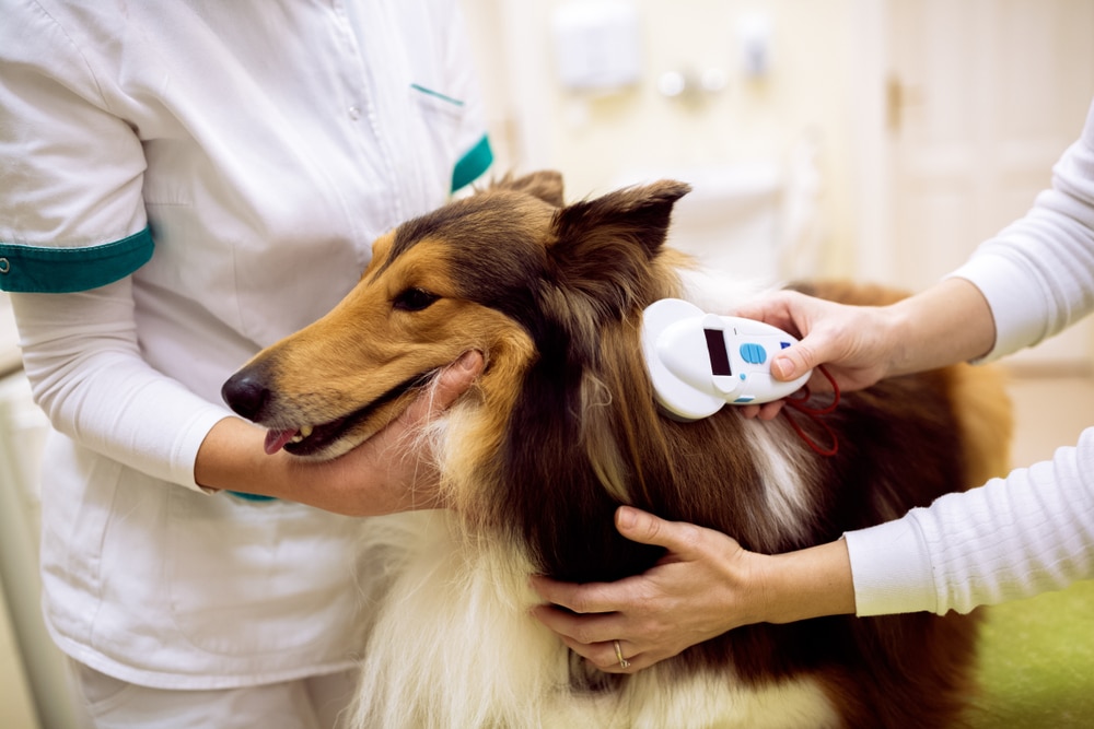 Redoviti veterinarski pregledi
