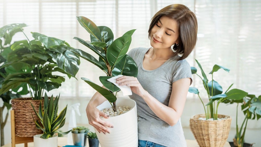 Kako se brinuti za sobne biljke? Evo 7 jednostavnih koraka
