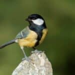 Kako privući ptice u dvorište? Donosimo 9 korisnih trikova