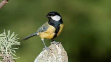 Kako privući ptice u dvorište? Donosimo 9 korisnih trikova