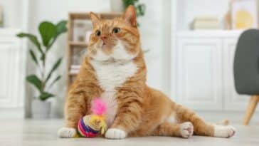 Kako prepoznati stres kod mačke? Donosimo 7 znakova