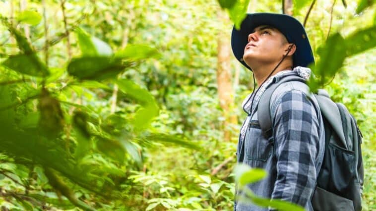 Kako stabla komuniciraju? Donosimo 13 fenomena u šumama