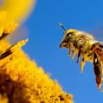 Kako hraniti pčele u vrtu? Evo 11 biljka za oprašivače