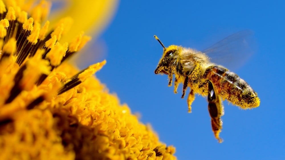 Kako hraniti pčele u vrtu? Evo 11 biljka za oprašivače