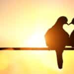 Kako ptice odabiru gnijezda? Donosimo 9 evolucijskih razloga