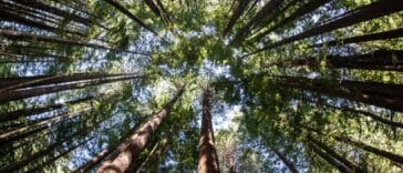 Što je fotosinteza? Donosimo 13 ključnih procesa