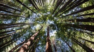 Što je fotosinteza? Donosimo 13 ključnih procesa