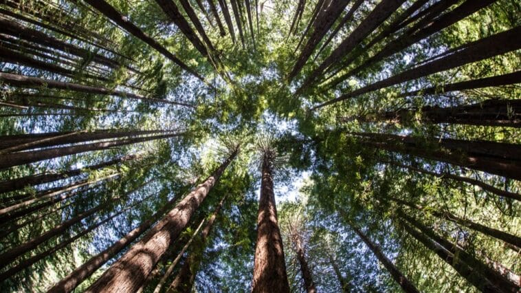 Što je fotosinteza? Donosimo 13 ključnih procesa