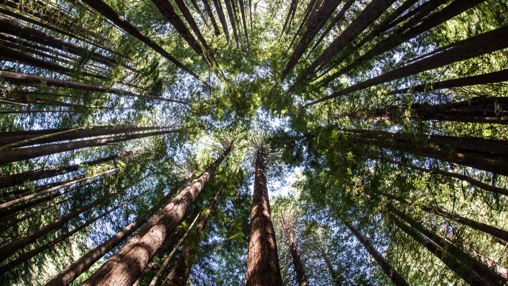 Što je fotosinteza? Donosimo 13 ključnih procesa